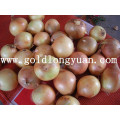 Fresh Yellow Onion From Factory